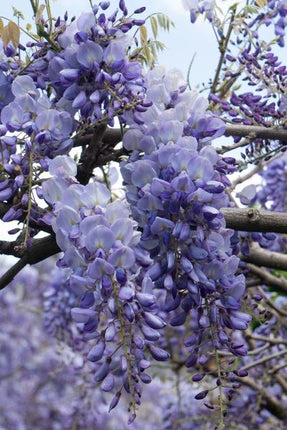 Chinesischer Blauregen – Wisteria sinensis ‘Prolific’ – Glyzinie – Ø15cm – ca. 65cm hoch – Schnellwachsende & winterharte Kletterpflanze mit langen blau - lila Blütentrauben – Für Pergola, Zaun & Rankhilfe (Plant) kaufen bei Linkreich – Jetzt entdecken!