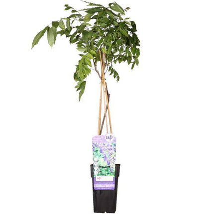 Chinesischer Blauregen – Wisteria sinensis ‘Prolific’ – Glyzinie – Ø15cm – ca. 65cm hoch – Schnellwachsende & winterharte Kletterpflanze mit langen blau - lila Blütentrauben – Für Pergola, Zaun & Rankhilfe (Plant) kaufen bei Linkreich – Jetzt entdecken!