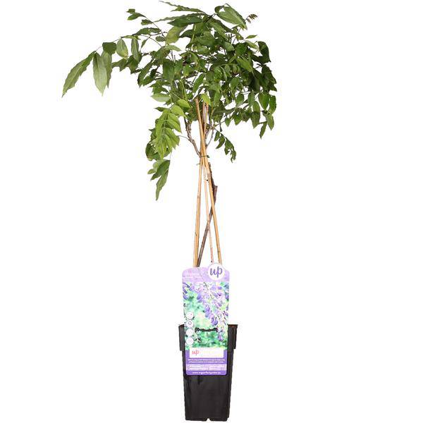 Chinesischer Blauregen – Wisteria sinensis ‘Prolific’ – Glyzinie – Ø15cm – ca. 65cm hoch – Schnellwachsende & winterharte Kletterpflanze mit langen blau - lila Blütentrauben – Für Pergola, Zaun & Rankhilfe (Plant) kaufen bei Linkreich – Jetzt entdecken!