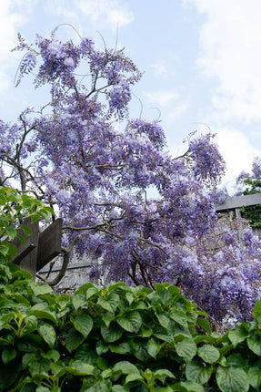 Chinesischer Blauregen – Wisteria sinensis ‘Prolific’ – Glyzinie – Ø15cm – ca. 65cm hoch – Schnellwachsende & winterharte Kletterpflanze mit langen blau - lila Blütentrauben – Für Pergola, Zaun & Rankhilfe (Plant) kaufen bei Linkreich – Jetzt entdecken!
