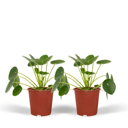 Chinesischer Geldbaum – Pilea Peperomioides – Pfannkuchenpflanze – 2 Zimmerpflanze Ø12cm – ca. 20cm hoch (Plant) kaufen bei Linkreich – Jetzt entdecken!