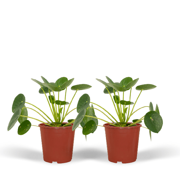 Chinesischer Geldbaum – Pilea Peperomioides – Pfannkuchenpflanze – 2 Zimmerpflanze Ø12cm – ca. 20cm hoch (Plant) kaufen bei Linkreich – Jetzt entdecken!