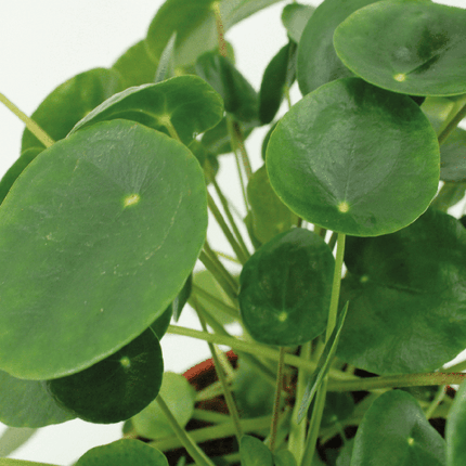 Chinesischer Geldbaum – Pilea Peperomioides – Pfannkuchenpflanze – 2 Zimmerpflanze Ø12cm – ca. 20cm hoch (Plant) kaufen bei Linkreich – Jetzt entdecken!