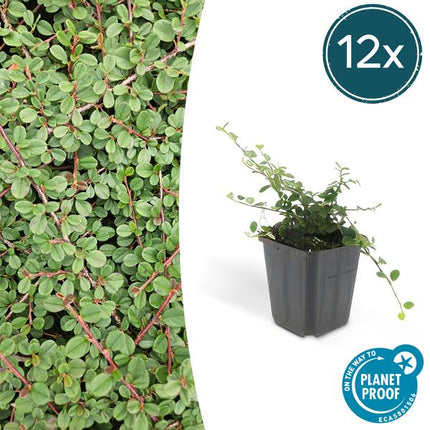 Cotoneaster prostratus 'Königin der Teppiche' – Teppichmispel – Ø9cm – ↕10 - 25cm – 12 Pflanzen – Winterharter Bodendecker mit Blüten & Beeren (Plant) kaufen bei Linkreich – Jetzt entdecken!