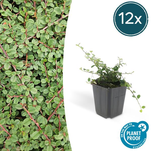 Cotoneaster prostratus 'Königin der Teppiche' – Teppichmispel – Ø9cm – ↕10 - 25cm – 12 Pflanzen – Winterharter Bodendecker mit Blüten & Beeren (Plant) kaufen bei Linkreich – Jetzt entdecken!