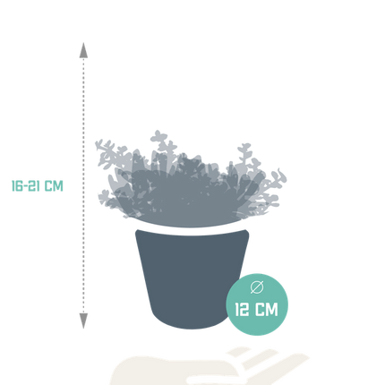 Crassula Mix – Dickblatt 3 Pflanzen – Ø10,5cm Zimmerpflanzen im weißen Glas – Verschiedene Sukkulenten im Übertopf – Pflegeleichte Mini - Bäume für Fensterbank, Büro & Wohnzimmer (Plant) kaufen bei Linkreich – Jetzt entdecken!
