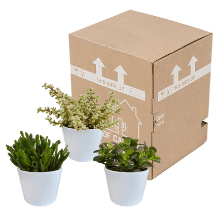 Crassula Mix – Dickblatt 3 Pflanzen – Ø10,5cm Zimmerpflanzen im weißen Glas – Verschiedene Sukkulenten im Übertopf – Pflegeleichte Mini - Bäume für Fensterbank, Büro & Wohnzimmer (Plant) kaufen bei Linkreich – Jetzt entdecken!