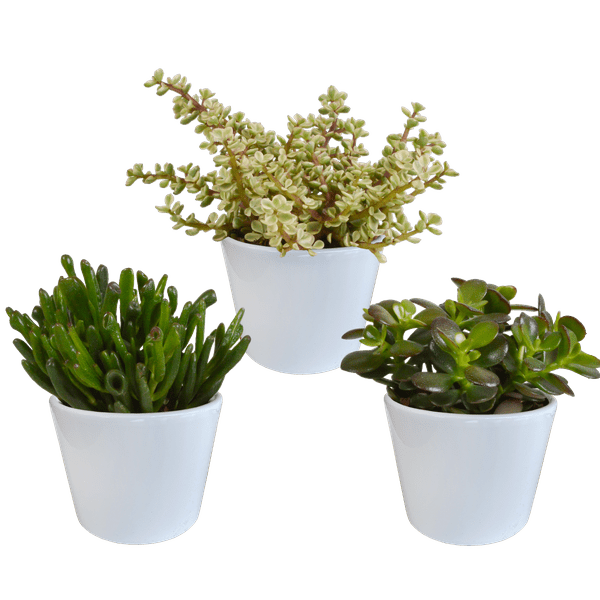 Crassula Mix – Dickblatt 3 Pflanzen – Ø10,5cm Zimmerpflanzen im weißen Glas – Verschiedene Sukkulenten im Übertopf – Pflegeleichte Mini - Bäume für Fensterbank, Büro & Wohnzimmer (Plant) kaufen bei Linkreich – Jetzt entdecken!