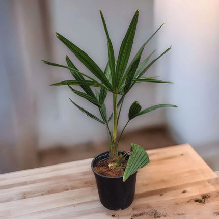 Trachycarpus fortunei - Chinesische Hanfpalme aus Freilandzucht