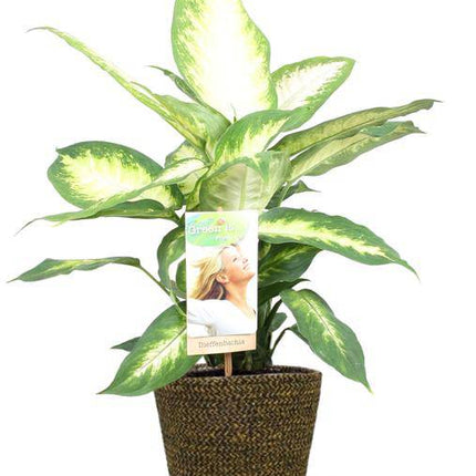 Dieffenbachia Camilla – Dieffenbachie – Zimmerpflanze – Ø17cm – ↕45cm – Inkl. Selin Topf Schwarz Ø18x16cm – Tropisches Flair für Wohnräume & Büro (Plant) kaufen bei Linkreich – Jetzt entdecken!