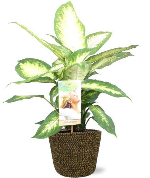 Dieffenbachia Camilla – Dieffenbachie – Zimmerpflanze – Ø17cm – ↕45cm – Inkl. Selin Topf Schwarz Ø18x16cm – Tropisches Flair für Wohnräume & Büro (Plant) kaufen bei Linkreich – Jetzt entdecken!