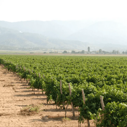 SEO. Dioniz Syrah Barrique 2016 - Rotwein trocken aus Nordmazedonien - Linkreich
