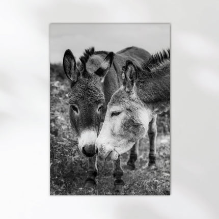 Irish Donkeys – Black and White Animal Photography Wall Art Print