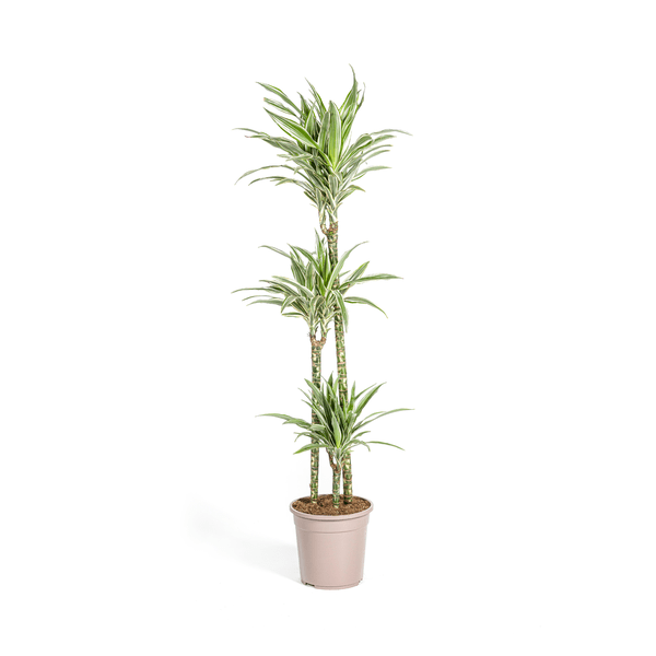 Dracaena Deremensis White Stripe – Drachenbaum – Ø24cm – ↕130 - 150cm – Elegante Zimmerpflanze mit weißen Blattstreifen – Pflegeleicht & luftreinigend (Plant) kaufen bei Linkreich – Jetzt entdecken!