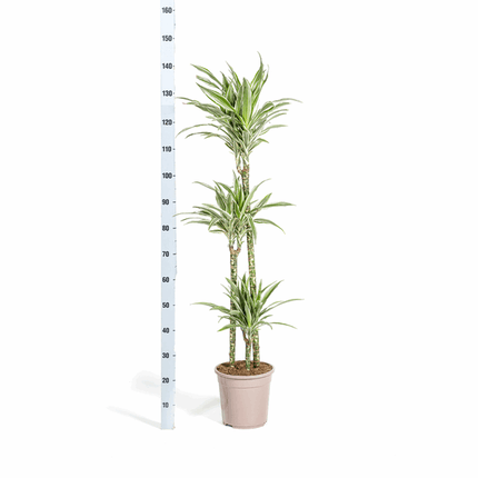Dracaena Deremensis White Stripe – Drachenbaum – Ø24cm – ↕130 - 150cm – Elegante Zimmerpflanze mit weißen Blattstreifen – Pflegeleicht & luftreinigend (Plant) kaufen bei Linkreich – Jetzt entdecken!