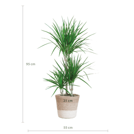 Dracaena Marginata – Drachenbaum – Zimmerpflanze ca. 95cm hoch – Ø21cm – inkl. Pflanzenkorb Lissabon Weiß aus Jute – Pflegeleichte tropische Grünpflanze für Wohnzimmer & Büro (Plant) kaufen bei Linkreich – Jetzt entdecken!