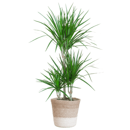 Dracaena Marginata – Drachenbaum – Zimmerpflanze ca. 95cm hoch – Ø21cm – inkl. Pflanzenkorb Lissabon Weiß aus Jute – Pflegeleichte tropische Grünpflanze für Wohnzimmer & Büro (Plant) kaufen bei Linkreich – Jetzt entdecken!