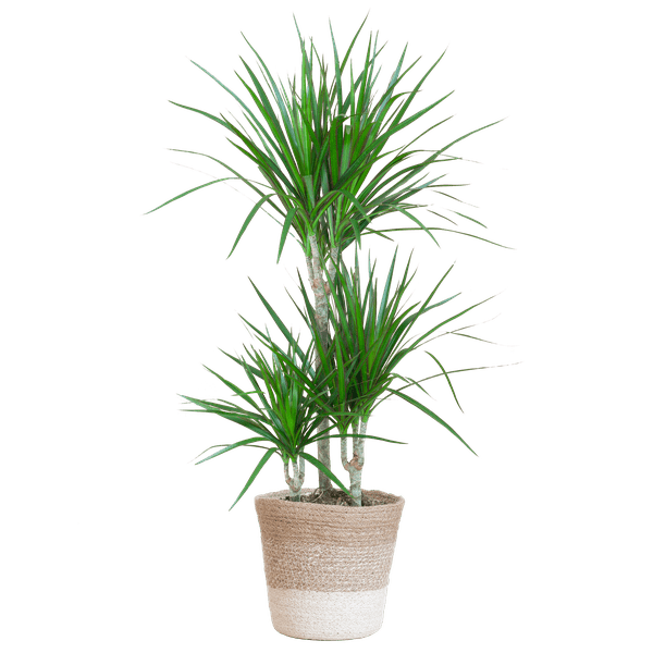 Dracaena Marginata – Drachenbaum – Zimmerpflanze ca. 95cm hoch – Ø21cm – inkl. Pflanzenkorb Lissabon Weiß aus Jute – Pflegeleichte tropische Grünpflanze für Wohnzimmer & Büro (Plant) kaufen bei Linkreich – Jetzt entdecken!