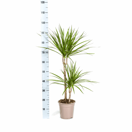 Dracaena Marginata Green – Drachenbaum – Ø19cm – ↕70 - 90cm – Schlanke Zimmerpflanze mit dunkelgrünen Blättern – Pflegeleicht & luftreinigend (Plant) kaufen bei Linkreich – Jetzt entdecken!