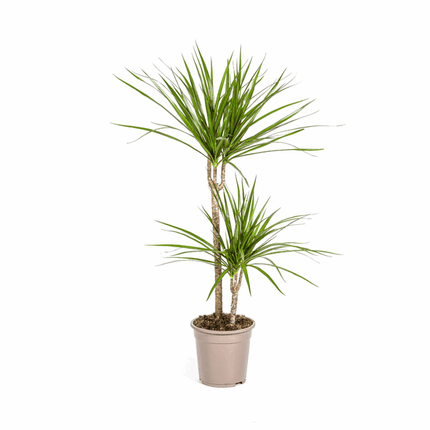 Dracaena Marginata Green – Drachenbaum – Ø19cm – ↕70 - 90cm – Schlanke Zimmerpflanze mit dunkelgrünen Blättern – Pflegeleicht & luftreinigend (Plant) kaufen bei Linkreich – Jetzt entdecken!