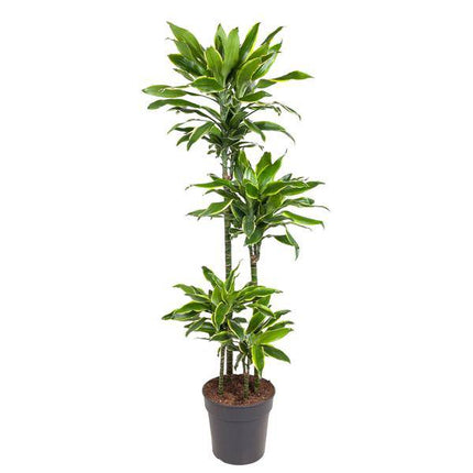 Drachenbaum – Dracaena Golden Coast 140cm – Ø27cm – Zimmerpflanze mit grün - goldenen Blättern – Pflegeleichte Grünpflanze für Wohnzimmer, Büro & Wintergarten (Plant) kaufen bei Linkreich – Jetzt entdecken!
