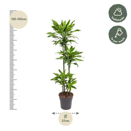 Drachenbaum – Dracaena Golden Coast 140cm – Ø27cm – Zimmerpflanze mit grün - goldenen Blättern – Pflegeleichte Grünpflanze für Wohnzimmer, Büro & Wintergarten (Plant) kaufen bei Linkreich – Jetzt entdecken!