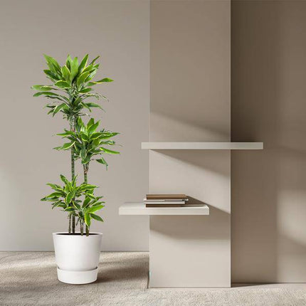 Drachenbaum – Dracaena Golden Coast 140cm – Ø27cm – Zimmerpflanze mit grün - goldenen Blättern – Pflegeleichte Grünpflanze für Wohnzimmer, Büro & Wintergarten (Plant) kaufen bei Linkreich – Jetzt entdecken!