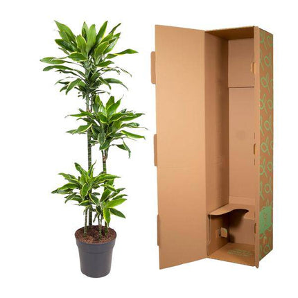 Drachenbaum – Dracaena Golden Coast 140cm – Ø27cm – Zimmerpflanze mit grün - goldenen Blättern – Pflegeleichte Grünpflanze für Wohnzimmer, Büro & Wintergarten (Plant) kaufen bei Linkreich – Jetzt entdecken!