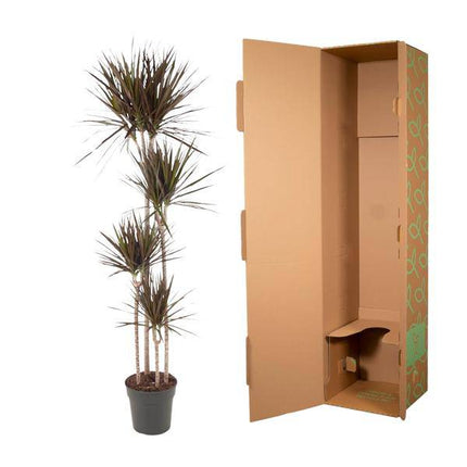 Drachenbaum – Dracaena Magenta 180cm – Ø27cm – Zimmerpflanze mit grünen Blättern & magentafarbenem Rand – Tropische Dekopflanze für Wohnzimmer, Büro & Wintergarten – Pflegeleicht (Plant) kaufen bei Linkreich – Jetzt entdecken!