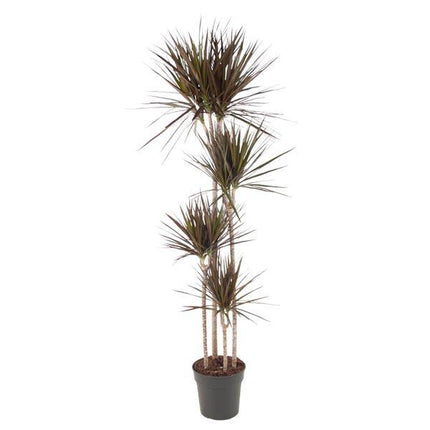 Drachenbaum – Dracaena Magenta 180cm – Ø27cm – Zimmerpflanze mit grünen Blättern & magentafarbenem Rand – Tropische Dekopflanze für Wohnzimmer, Büro & Wintergarten – Pflegeleicht (Plant) kaufen bei Linkreich – Jetzt entdecken!