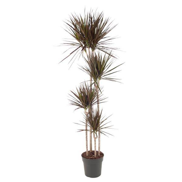 Drachenbaum – Dracaena Magenta 180cm – Ø27cm – Zimmerpflanze mit grünen Blättern & magentafarbenem Rand – Tropische Dekopflanze für Wohnzimmer, Büro & Wintergarten – Pflegeleicht (Plant) kaufen bei Linkreich – Jetzt entdecken!