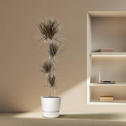 Drachenbaum – Dracaena Magenta 180cm – Ø27cm – Zimmerpflanze mit grünen Blättern & magentafarbenem Rand – Tropische Dekopflanze für Wohnzimmer, Büro & Wintergarten – Pflegeleicht (Plant) kaufen bei Linkreich – Jetzt entdecken!