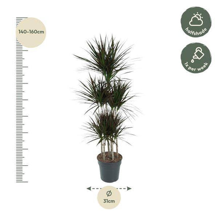 Drachenbaum – Dracaena Magenta Karussell 150cm – Ø31cm – Zimmerpflanze mit grünen Blättern & magentafarbenem Rand – Tropische pflegeleichte Dekopflanze für Wohnzimmer, Büro & Wintergarten (Plant) kaufen bei Linkreich – Jetzt entdecken!