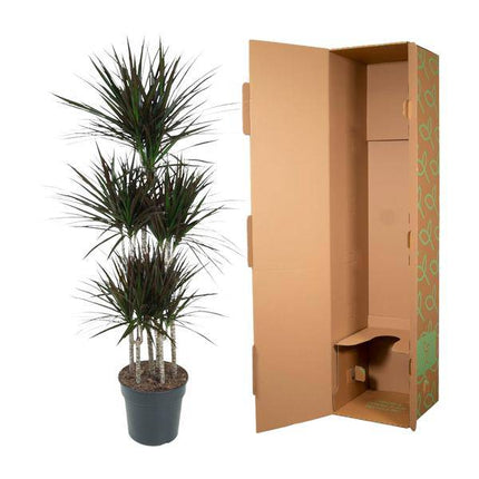 Drachenbaum – Dracaena Magenta Karussell 150cm – Ø31cm – Zimmerpflanze mit grünen Blättern & magentafarbenem Rand – Tropische pflegeleichte Dekopflanze für Wohnzimmer, Büro & Wintergarten (Plant) kaufen bei Linkreich – Jetzt entdecken!