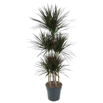 Drachenbaum – Dracaena Magenta Karussell 150cm – Ø31cm – Zimmerpflanze mit grünen Blättern & magentafarbenem Rand – Tropische pflegeleichte Dekopflanze für Wohnzimmer, Büro & Wintergarten (Plant) kaufen bei Linkreich – Jetzt entdecken!