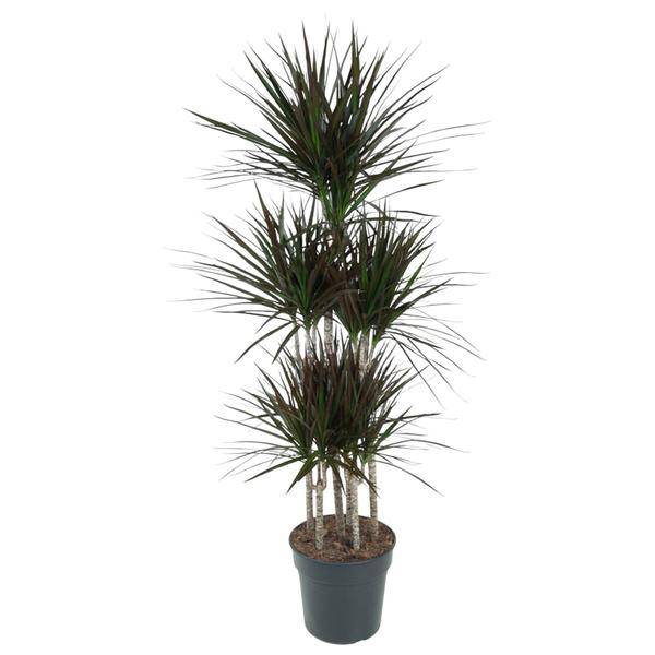 Drachenbaum – Dracaena Magenta Karussell 150cm – Ø31cm – Zimmerpflanze mit grünen Blättern & magentafarbenem Rand – Tropische pflegeleichte Dekopflanze für Wohnzimmer, Büro & Wintergarten (Plant) kaufen bei Linkreich – Jetzt entdecken!