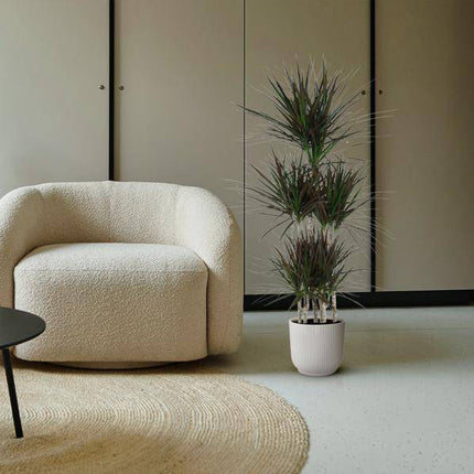 Drachenbaum – Dracaena Magenta Karussell 150cm – Ø31cm – Zimmerpflanze mit grünen Blättern & magentafarbenem Rand – Tropische pflegeleichte Dekopflanze für Wohnzimmer, Büro & Wintergarten (Plant) kaufen bei Linkreich – Jetzt entdecken!