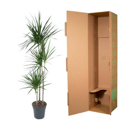Drachenbaum – Dracaena Marginata 160cm – Ø24cm – Zimmerpflanze mit roten Blatträndern – Elegante pflegeleichte Grünpflanze im elho Greenville Round Topf Braun für Wohnzimmer, Büro & Wintergarten (Plant) kaufen bei Linkreich – Jetzt entdecken!