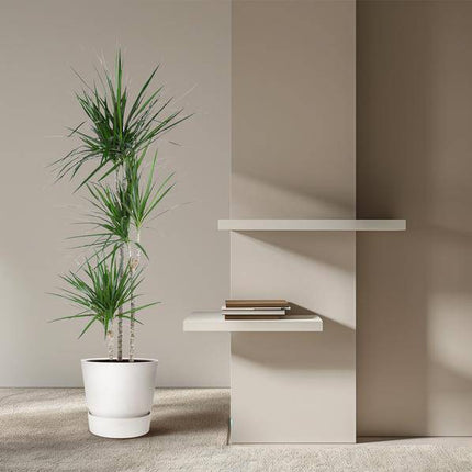 Drachenbaum – Dracaena Marginata 160cm – Ø24cm – Zimmerpflanze mit roten Blatträndern – Elegante pflegeleichte Grünpflanze im elho Greenville Round Topf Braun für Wohnzimmer, Büro & Wintergarten (Plant) kaufen bei Linkreich – Jetzt entdecken!