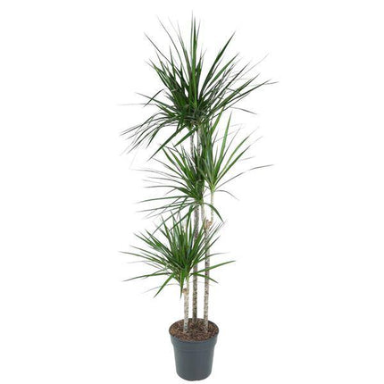 Drachenbaum – Dracaena Marginata 160cm – Ø24cm – Zimmerpflanze mit roten Blatträndern – Elegante pflegeleichte Grünpflanze im elho Greenville Round Topf Braun für Wohnzimmer, Büro & Wintergarten (Plant) kaufen bei Linkreich – Jetzt entdecken!