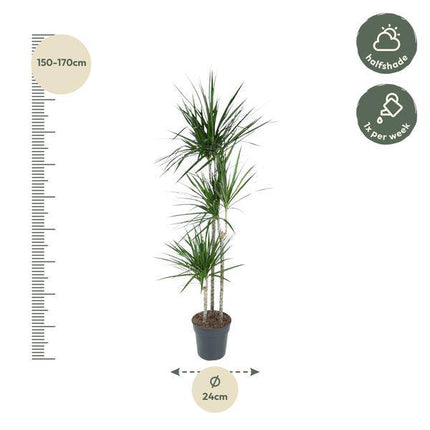 Drachenbaum – Dracaena Marginata 160cm – Ø24cm – Zimmerpflanze mit roten Blatträndern – Elegante pflegeleichte Grünpflanze im elho Greenville Round Topf Braun für Wohnzimmer, Büro & Wintergarten (Plant) kaufen bei Linkreich – Jetzt entdecken!