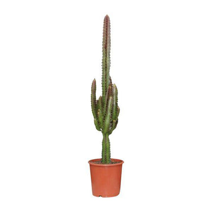 Dreikantige Wolfsmilch Euphorbia Trigona Rubra – Zimmerpflanze Ø17cm ↕70cm – pflegeleichte Sukkulente mit roten Stängeln für Wohnzimmer Büro (Plant) kaufen bei Linkreich – Jetzt entdecken!