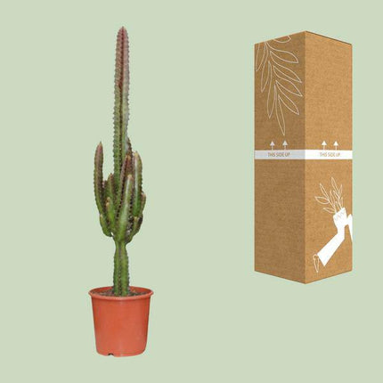 Dreikantige Wolfsmilch Euphorbia Trigona Rubra – Zimmerpflanze Ø17cm ↕70cm – pflegeleichte Sukkulente mit roten Stängeln für Wohnzimmer Büro (Plant) kaufen bei Linkreich – Jetzt entdecken!