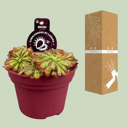 Drosera Aliciae – Sonnentau – Ø12cm – Fleischfressende Pflanze – Zimmerpflanze für Insektenabwehr & Dekoration – Pflegeleicht & faszinierend (Plant) kaufen bei Linkreich – Jetzt entdecken!