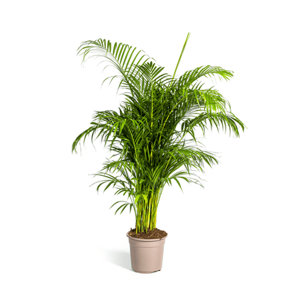 Dypsis Areca lutescens – Goldfruchtpalme – Zimmerpflanze – Ø27 cm – Höhe 150 - 170 cm – Tropische, federartige Blätter – Ideal für Wohnräume & Büro (Plant) kaufen bei Linkreich – Jetzt entdecken!