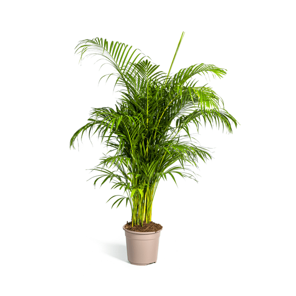 Dypsis Areca lutescens – Goldfruchtpalme – Zimmerpflanze – Ø27 cm – Höhe 150 - 170 cm – Tropische, federartige Blätter – Ideal für Wohnräume & Büro (Plant) kaufen bei Linkreich – Jetzt entdecken!