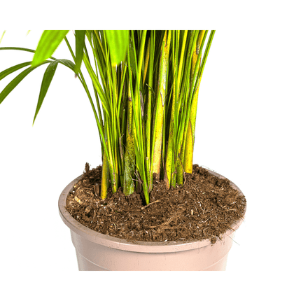 Dypsis Areca lutescens – Goldfruchtpalme – Zimmerpflanze – Ø27 cm – Höhe 150 - 170 cm – Tropische, federartige Blätter – Ideal für Wohnräume & Büro (Plant) kaufen bei Linkreich – Jetzt entdecken!