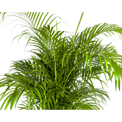 Dypsis Areca lutescens – Goldfruchtpalme – Zimmerpflanze – Ø27 cm – Höhe 150 - 170 cm – Tropische, federartige Blätter – Ideal für Wohnräume & Büro (Plant) kaufen bei Linkreich – Jetzt entdecken!