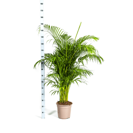 Dypsis Areca lutescens – Goldfruchtpalme – Zimmerpflanze – Ø27 cm – Höhe 150 - 170 cm – Tropische, federartige Blätter – Ideal für Wohnräume & Büro (Plant) kaufen bei Linkreich – Jetzt entdecken!
