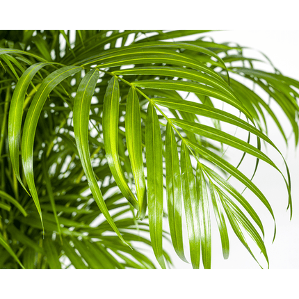 Dypsis Areca lutescens – Goldfruchtpalme – Zimmerpflanze – Ø27 cm – Höhe 150 - 170 cm – Tropische, federartige Blätter – Ideal für Wohnräume & Büro (Plant) kaufen bei Linkreich – Jetzt entdecken!